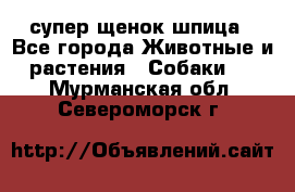 супер щенок шпица - Все города Животные и растения » Собаки   . Мурманская обл.,Североморск г.